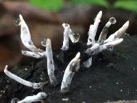 Xylaria hypoxylon image