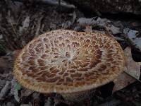 Polyporus squamosus image