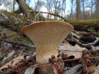 Polyporus squamosus image