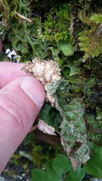 Lobaria pulmonaria image