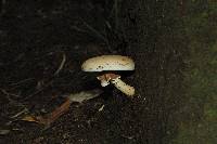 Agrocybe parasitica image