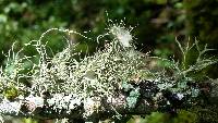 Usnea intermedia image