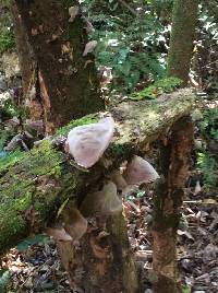 Auricularia cornea image