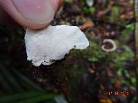 Trametes versicolor image