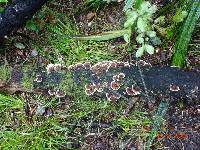 Trametes versicolor image