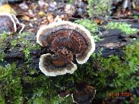 Trametes versicolor image