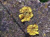 Xanthoria parietina var. parietina image