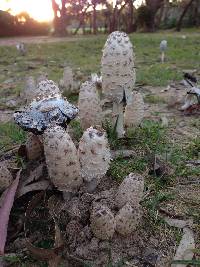 Coprinus comatus image