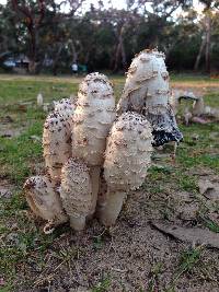 Coprinus comatus image