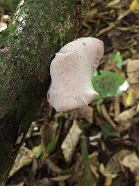 Auricularia cornea image