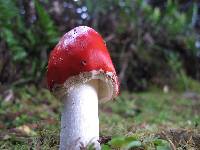 Amanita muscaria image