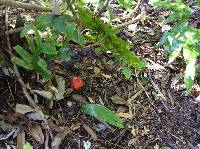 Amanita muscaria image