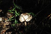 Macrolepiota clelandii image