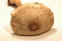 Macrolepiota clelandii image