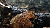 Marasmius quercophilus image