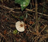 Macrolepiota clelandii image