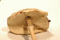 Macrolepiota clelandii image