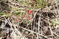 Cladonia cristatella image