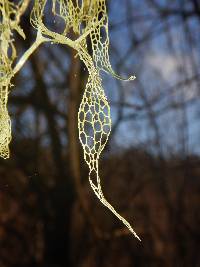 Ramalina menziesii image