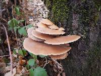 Pleurotus ostreatus image