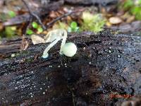 Mycena interrupta image