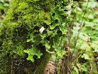 Lobaria pulmonaria image