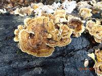 Trametes versicolor image