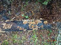 Trametes versicolor image