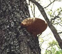 Ganoderma applanatum image