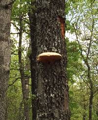 Ganoderma applanatum image