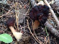 Gyromitra esculenta image