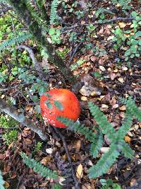 Amanita muscaria image