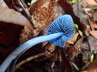 Entoloma hochstetteri image