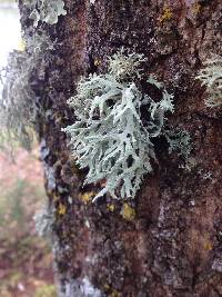 Evernia prunastri image