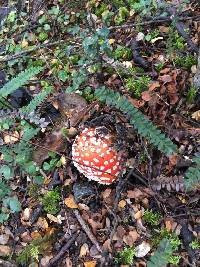 Amanita muscaria image