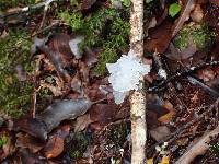 Tremella fuciformis image