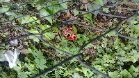 Clathrus ruber image