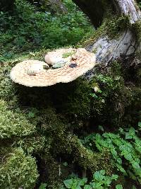 Polyporus squamosus image