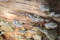 Trametes versicolor image