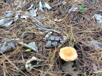 Amanita muscaria image