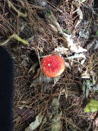 Amanita muscaria image