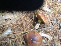 Suillus luteus image