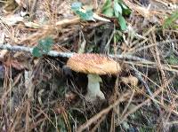 Amanita muscaria image