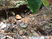 Amanita muscaria image