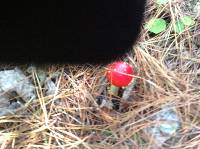 Amanita muscaria image