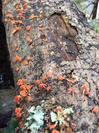 Favolaschia calocera image