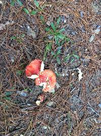 Amanita muscaria image