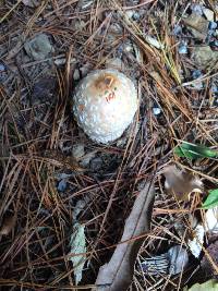 Amanita muscaria image