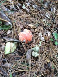 Amanita muscaria image