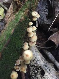 Hypholoma acutum image